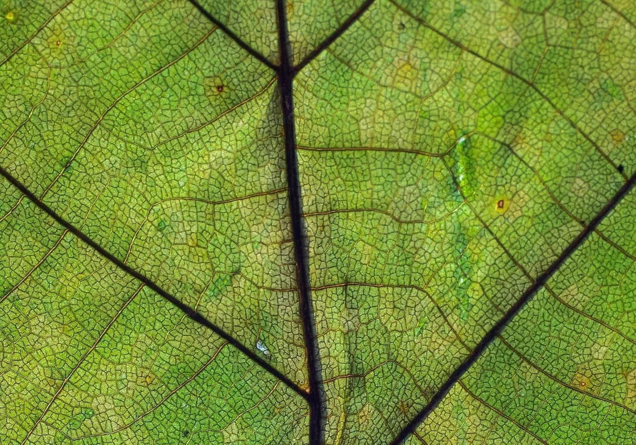 React vs Angular vs Vue.js: Front-End Frameworklerine Derinlemesine Bakış